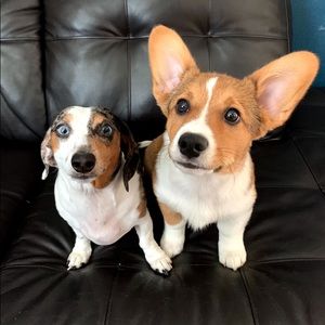 Meet your Posher, Joanie